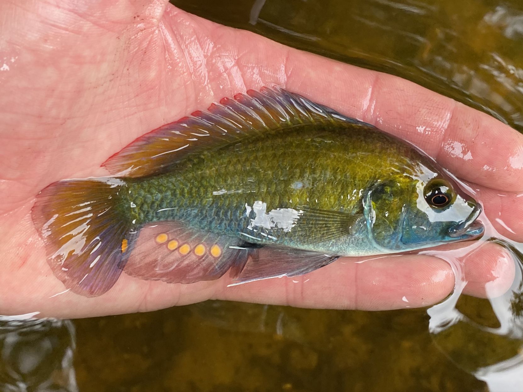 Eastern happy chiclid